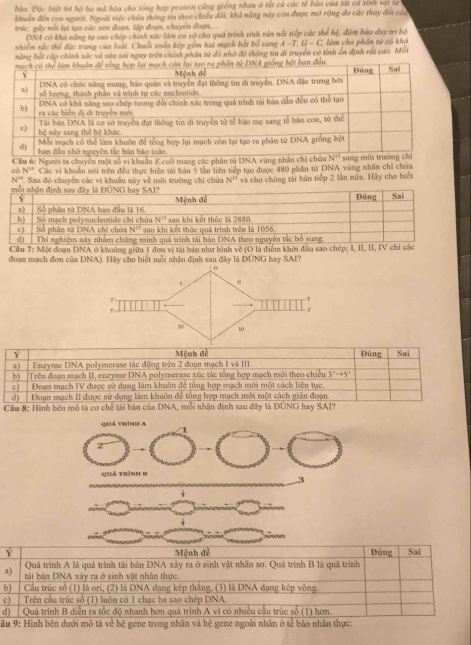 bào. Đặc biệt 64 bộ ba mã hóa cho tổng hợp protein cũng giống nhau ở tất cả các tế bào của tất cả sinh vật từ
khuân đến con người. Ngoài việc chứa thông tin theo chiều dài, khả năng này còn được mở rộng do các thay đổi cầu
trúc: gãy nổi lại tạo các xen đoạn, lập đoạn, chuyên đoạn,...
DNA cô khả năng tự sao chép chính xác làm cơ sử cho quả trình sinh sản nổi tiếp các thể hệ, đâm bảo duy trì bộ
nhiệm sắc thể đặc trung của loài. Chuỗi xoán kép gồm hai mạch bắt bố sung A -T, G-C làm cho phần từ có khả
bằng bắt cặp chỉnh xác và sửa sai ngay trên chỉnh phần tử đỏ nhờ đỏ thông tin đi truyền có tỉnh ổn định rất cao. Mỗi
Câ6: Người ta chuyên một số vi khuẩn E coli mang các phâ
cō N^(14) Các vi khuẩn nói trên đều thực hiện tải bản 5 lần liên tiếp tạo được 480 phân tử DNA vùng nhân chỉ chứa
N^(14) : Sau đó chuyển các vi khuẩn này về môi trường chỉ chửa N^(15) và cho chủng tái bản tiếp 2 lần nữa. Hãy cho biết
Câu 7: Một đoạn DNA ở khoảng giữa 1 đơn vị tái bản như hình vẽ (O là điểm khởi đầu sao chép; I, II, II, I
đoạn mạch đơn của DNA). Hãy cho biết mỗi nhận định sau đây là ĐUNG hay SAI?
1
"
3'
. 5'
5'
- 3'
u
d o n
Y Mệnh đề Đúng Sai
Quá trình A là quá trình tái bản DNA xảy ra ở sinh vật nhân sơ. Quá trình B là quá trình
a) tái bản DNA xảy ra ở sinh vật nhân thực.
b) Cầu trúc số (1) là ori, (2) là DNA dạng kép thắng, (3) là DNA dạng kép vòng.
c)  Trên cầu trúc số (1) luôn có 1 chạc ba sao chép DNA.
d)  Quá trình B diễn ra tốc độ nhanh hơn quá trình A vì có nhiều cầu trúc số (1) hơn.
Vâu 9: Hình bên dưới mô tả về hệ gene trong nhân và hệ gene ngoài nhân ở tế bào nhân thực: