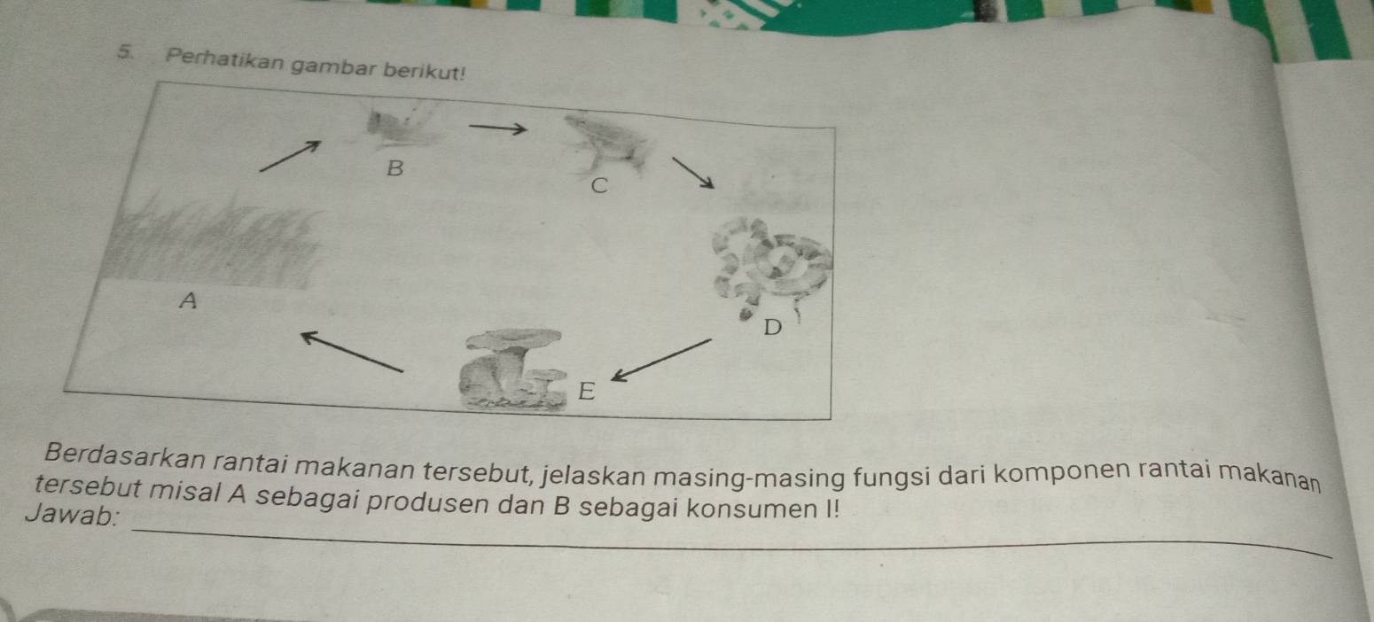 Perhatikan gambar 
Berdasarkan rantai makanan tersebut, jelaskan masing-masing fungsi dari komponen rantai makanan 
_ 
tersebut misal A sebagai produsen dan B sebagai konsumen I! 
Jawab: