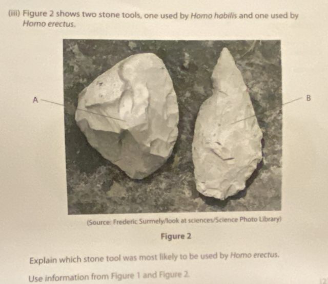 (iii) Figure 2 shows two stone tools, one used by Homo habilis and one used by 
Homo erectus. 
A 
B 
(Source: Frederic Surmely/look at sciences/Science Photo Li 
Figure 2 
Explain which stone tool was most likely to be used by Homo erectus. 
Use information from Figure 1 and Figure 2. 
2