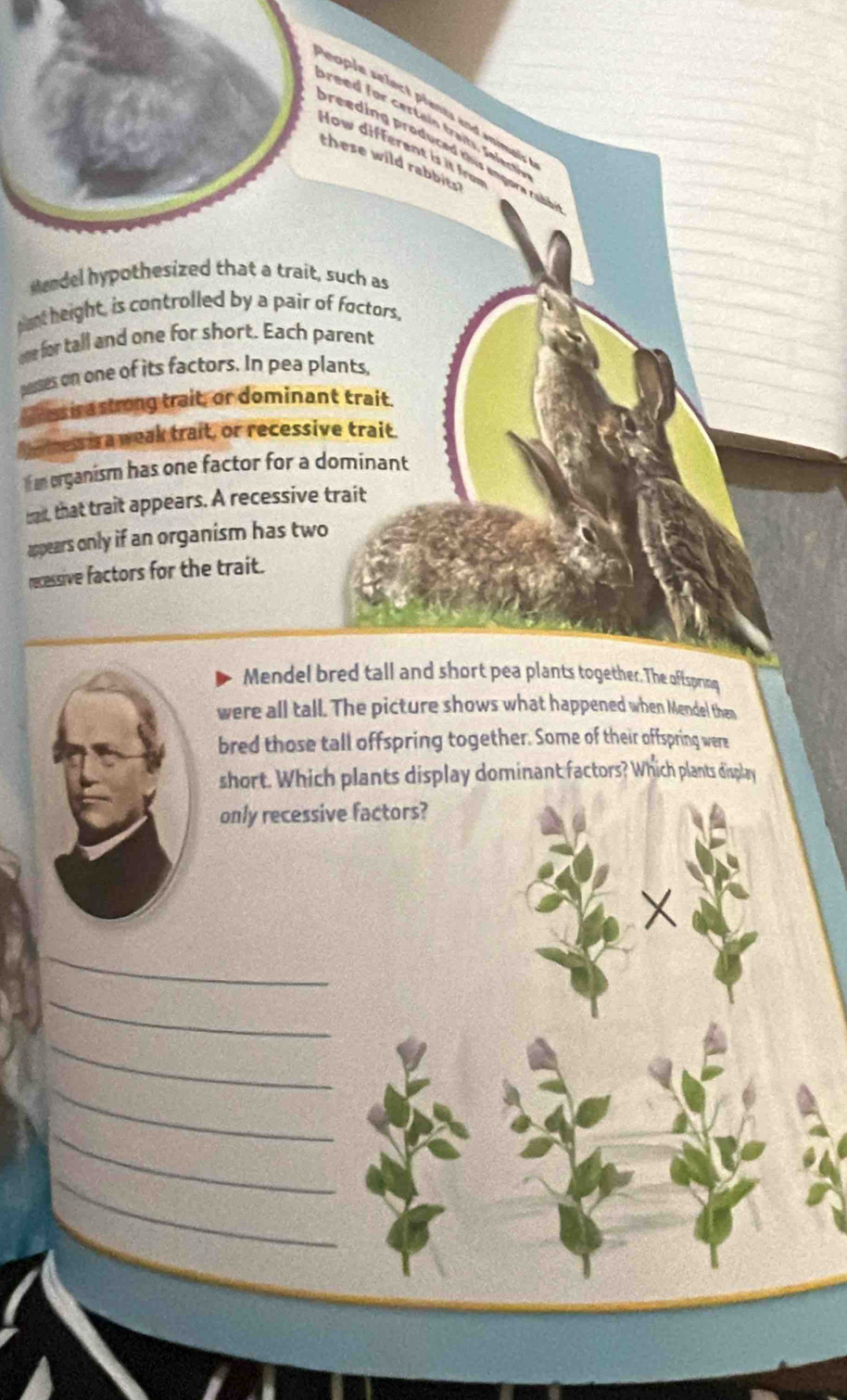 pa 
oe 
ues 
S 
_ 

ta 
ap 
re 
were all tdel then 
bred those tall offspring together. Some of their offspring were 
short. Which plants display dominant factors? Which plants display 
only recessive factors? 
X 
_ 
_ 
_ 
_ 
_ 
_