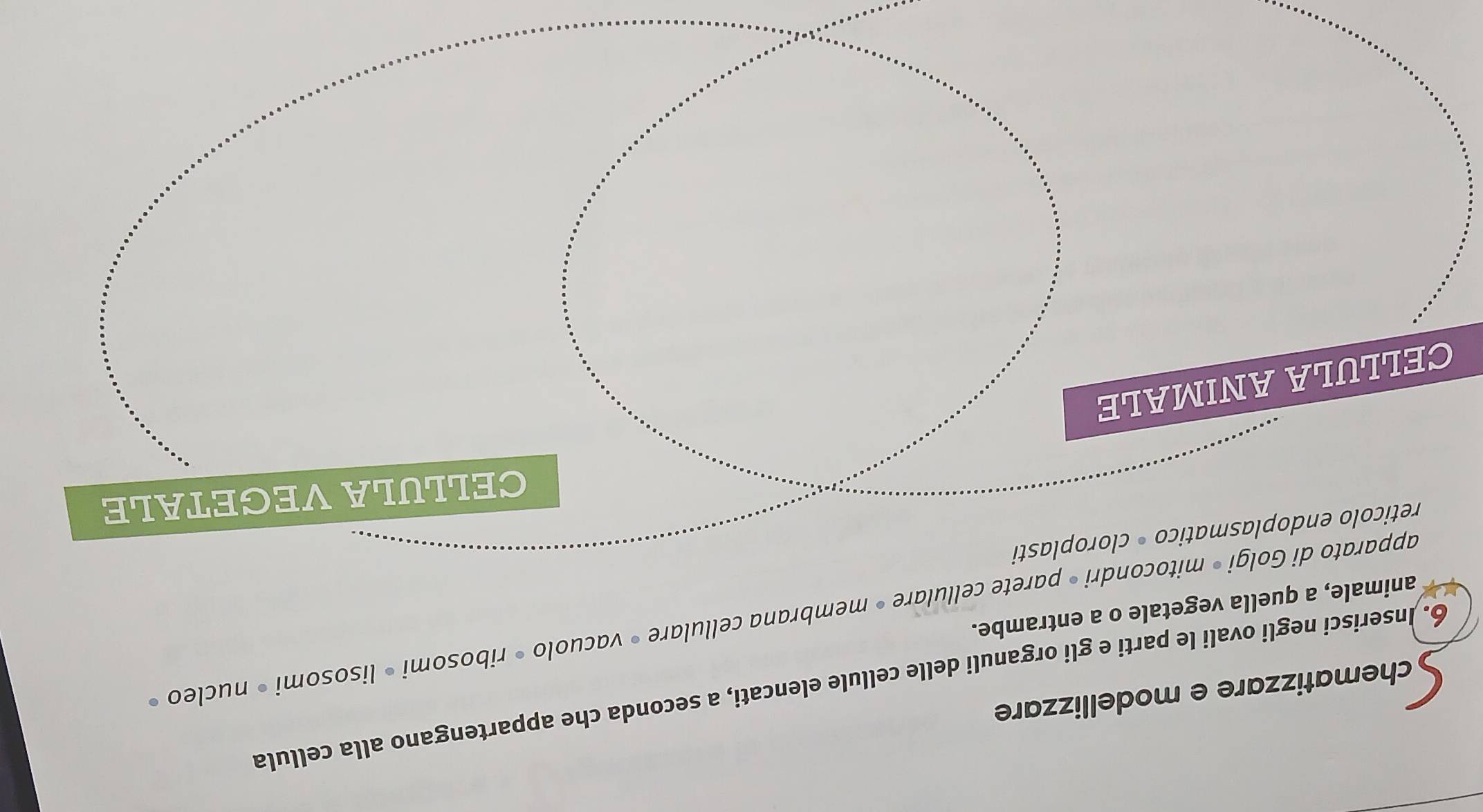 chematizzare e modellizzare 
6. Inserisci negli ovali le parti e gli organuli delle cellule elencati, a seconda che appartengano alla cellula 
apparato di Golgi • mitocondri » parete cellulare » membrana cellulare » acuolo· ribosomi· lisosomi nucleo 
animale, a quella vegetale o a entrambe. 
reticolo endoplasmatico • cloroplasti 
celLULa VeGetale 
CELLULA ANIMALE
