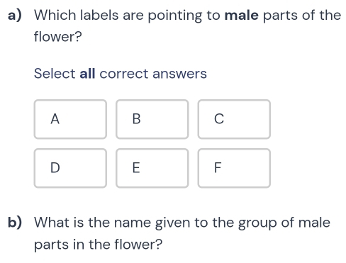 Solved: Which labels are pointing to male parts of the flower? Select ...