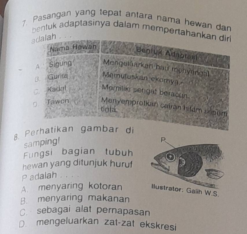 Pasangan yang tepat antara nama hewan dan
bentuk adaptasinya dalam mempertahank
8. Perh
samping!
Fungsi bagian tubuh
hewan yang ditunjuk huruf
P adalah . . . .
A. menyaring kotoran Ilustrator: Galih W.S
B. menyaring makanan
C. sebagai alat pernapasan
D. mengeluarkan zat-zat ekskresi