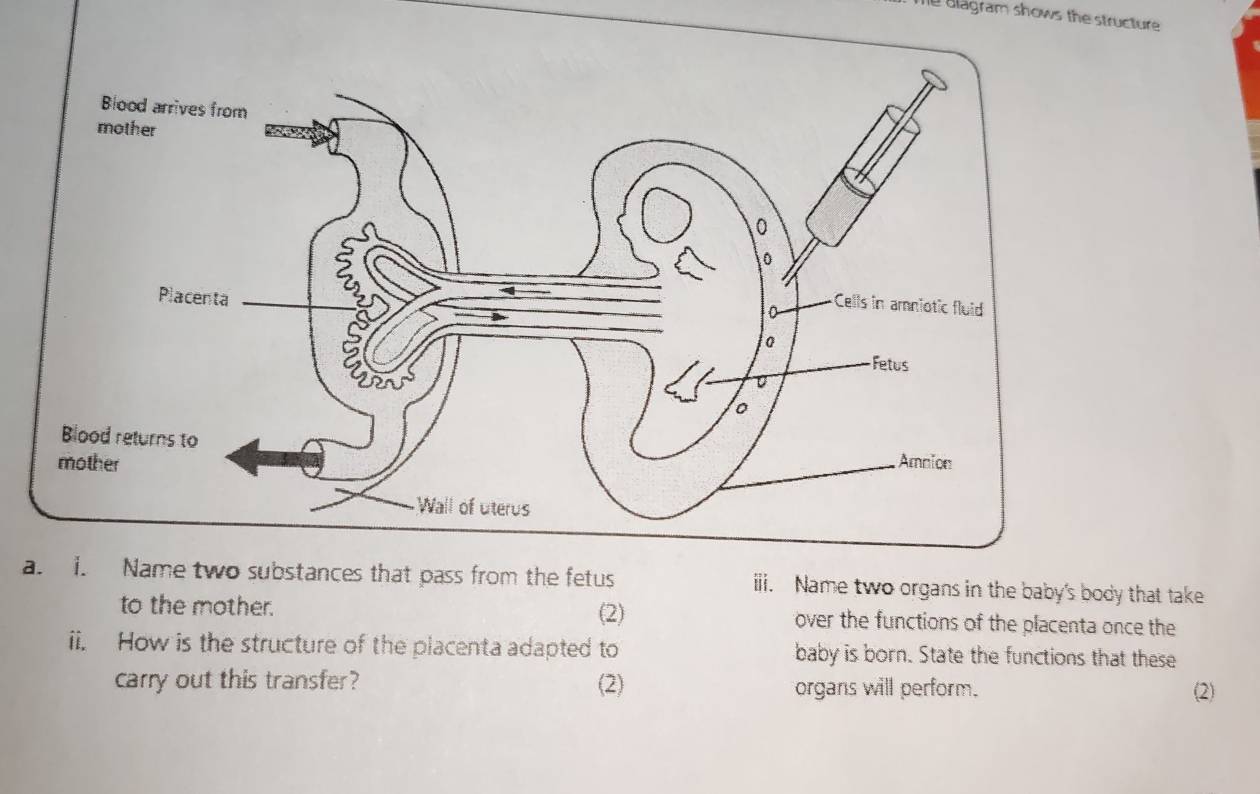 me Blagram shows the structure 
ao substances that pass from the fetus iii. Name two organs in the baby's body that take 
to the mother. (2) over the functions of the placenta once the 
ii. How is the structure of the placenta adapted to baby is born. State the functions that these 
carry out this transfer? (2) organs will perform. (2)