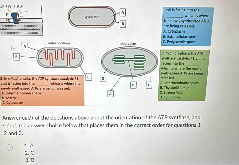 DP+P1 プ AI P
H, H+
A
unit is facing into the
F1 H+
cytoplasm _, which is where
FO H* the newly synthesized ATPs
B
1 1 + 1 1 1 are being released.
A. Cytoplasm
B. Extracellular space
mitochondrion C. Periplasmic space
A
2. In chloroplasts, the ATP
B
synthase catalytic F1 unit is
facing into the_
which is where the newly
synthesized ATPs are being
3. In mitochondria, the ATP synthase catalytic F1 C released.
unit is facing into the_ which is where theA. Intermembrane space
newly synthesized ATPs are being released.B. Thylakoid lumen
A. Intermembrane space C. Stroma fluid
B. Matrix. Cytoplasm
C. Cytoplasm
Answer each of the questions above about the orientation of the ATP synthase, and
select the answer choice below that places them in the correct order for questions 1,
2 and 3.
1. A
2. C
3. B