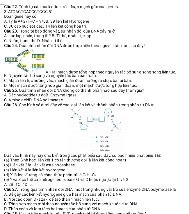 Trình tự các nucleotide trên đoạn mạch gốc của gene là:
3' ATGAGTGACCGTGGC 5'
Đoạn gene này có:
A. Tỷ lệ A+G/T+C=9/6B. 39 liên kết Hydrogene
C. 30 cặp nucleotideD. 14 liên kết cộng hóa trị.
Câu 23. Trong tế bào động vật, sự nhân đôi của DNA xảy ra ở
A. Lục lạp, nhân, trung thể.B. Ti thể, nhân, lục lạp.
C. Nhân, trung thể D. Nhân, ti thể.
Câu 24. Quá trình nhân đôi DNA được thực hiện theo nguyên tắc nào sau đây?
Hai mạch được tổng hợp theo nguyên tắc bổ sung song song liên tục.
B. Nguyên tắc bổ sung và nguyên tắc bắn bảo toàn.
C. Mạch liên tục hướng vào, mạch gián đoạn hướng ra chạc ba tái bản.
D. Một mạch được tổng hợp gián đoạn, một mạch được tổng hợp liên tục.
Câu 25. Quá trình nhân đôi DNA không có thành phần nào sau đây tham gia?
A. Các nucleotide tự doB. Enzyme ligase
C. Amino a cidD. DNA polimerase
Câu 26. Cho hình vẽ dưới đây về các loại liên kết và thành phần trong phân tử DNA:
Dựa vào hình này hãy cho biết trong các phát biểu sau đây, có bao nhiêu phát biểu sai:
(a) Theo Sinh học, liên kết 1 có tên thường gọi là liên kết cộng hóa trị.
(b) Liên kết 2 là liên kết este phosphase.
(c) Liên kết 4 là liên kết hydrogene
(d) X là loại đường có công thức phân tử là C_5H_10O_3
(e) Y và Z có thể cặp nitrogeneous base G và C hoặc ngược lại C và G.
A. 2B. 1C. 4D. 5
Câu 27. Trong quá trình nhân đôi DNA, một trong những vai trò của enzyme DNA polymerase là
A. Bẻ gãy các liên kết hydrogene giữa hai mạch của phân tử DNA.
B. Nối các đoạn Okazaki để tạo thành mạch liên tục.
C. Tổng hợp mạch mới theo nguyên tắc bổ sung với mạch khuôn của DNA.
D. Tháo xoần và làm tách hai mạch của phân tử DNA.
Câu 20 Vê scs trân manh khuân 5'2'2' mạch mới lai được tổng hợn ngắt quāng?