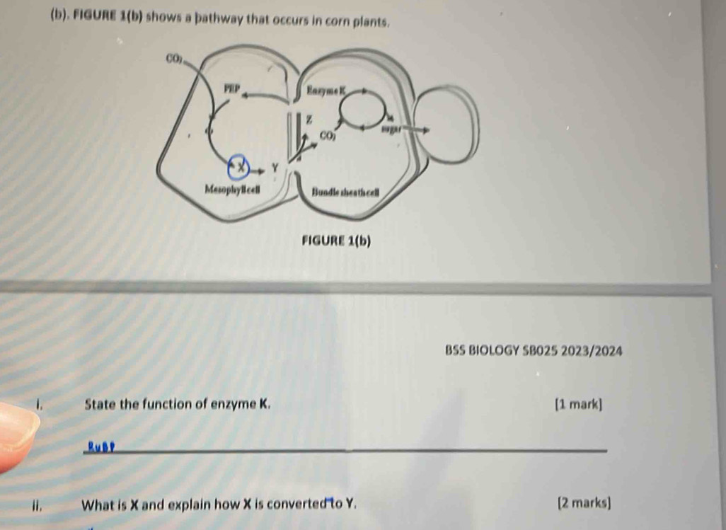 FIGURE 1(b) shows a þathway that occurs in corn plants. 
BSS BIOLOGY SB025 2023/2024 
1. State the function of enzyme K. [1 mark] 
RuBP_ 
i. What is X and explain how X is converted to Y. [2 marks]