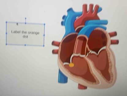 Label the orange 
dot