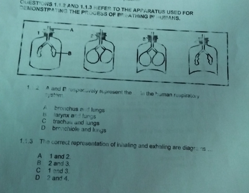 ODESTIONS 1.1.2 AND 1.1.3 REFER TO THE APPARATUS USED FOR
DEMONSTPATING THE PROGESS OF BREATHING IN HUMA
d B respecuvely represent the in the human respiratory
systom
A bronchus and lungs
B larynx an lungs
C trachea and lungs
D bronchiole and lungs
1.1.3 The correct representation of inhaling and exhaling are diagrans ...
A 1 and 2.
B 2 and 3.
C 1 and 3.
D 2 and 4.