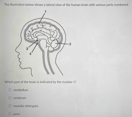 Solved: The illustration below shows a lateral view of the human brain ...