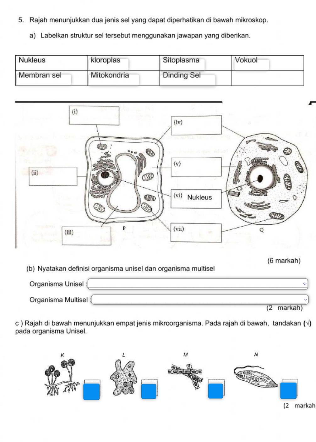 Rajah menunjukkan dua jenis sel yang dapat diperhatikan di bawah mikroskop.
a) Labelkan struktur sel tersebut menggunakan jawapan yang diberikan.
Nukleus kloroplas Sitoplasma Vokuol
Membran sel Mitokondria Dinding Sel
(6 markah)
(b) Nyatakan definisi organisma unisel dan organisma multisel
Organisma Unisel :
Organisma Multisel
(2 markah)
c ) Rajah di bawah menunjukkan empat jenis mikroorganisma. Pada rajah di bawah, tandakan (√)
pada organisma Unisel.
M
N
(2 markah