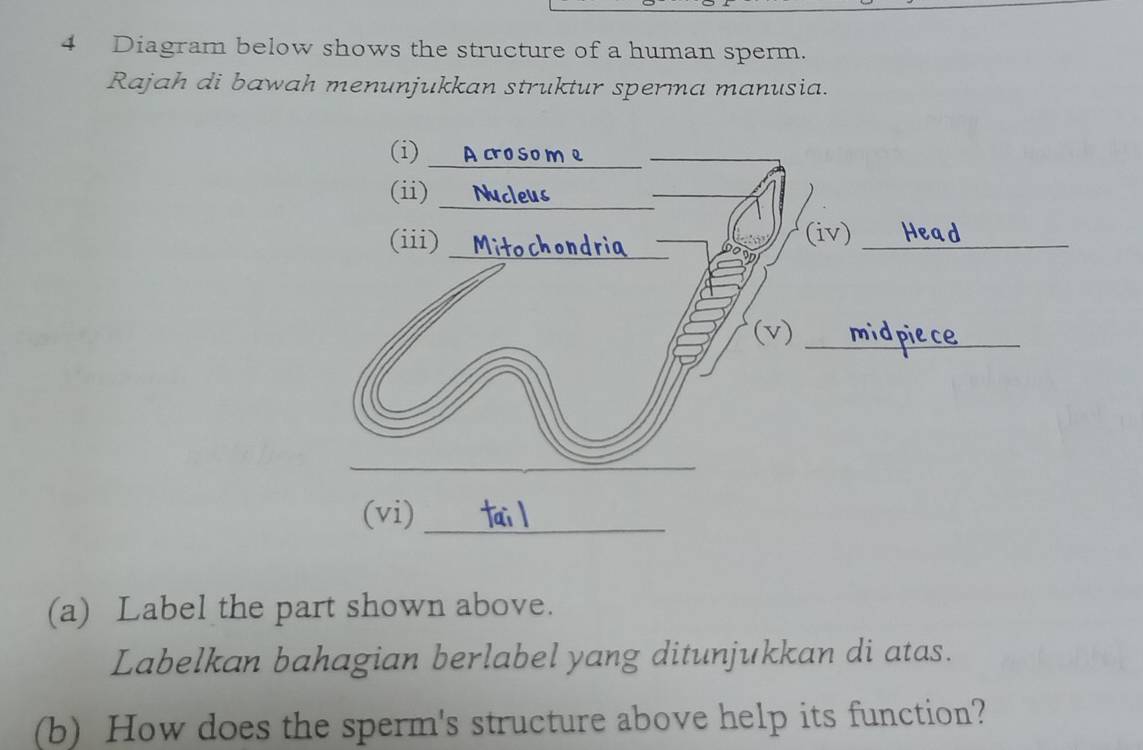 Diagram below shows the structure of a human sperm. 
Rajah di bawah menunjukkan struktur sperma manusia. 
(a) Label the part shown above. 
Labelkan bahagian berlabel yang ditunjukkan di atas. 
(b) How does the sperm's structure above help its function?