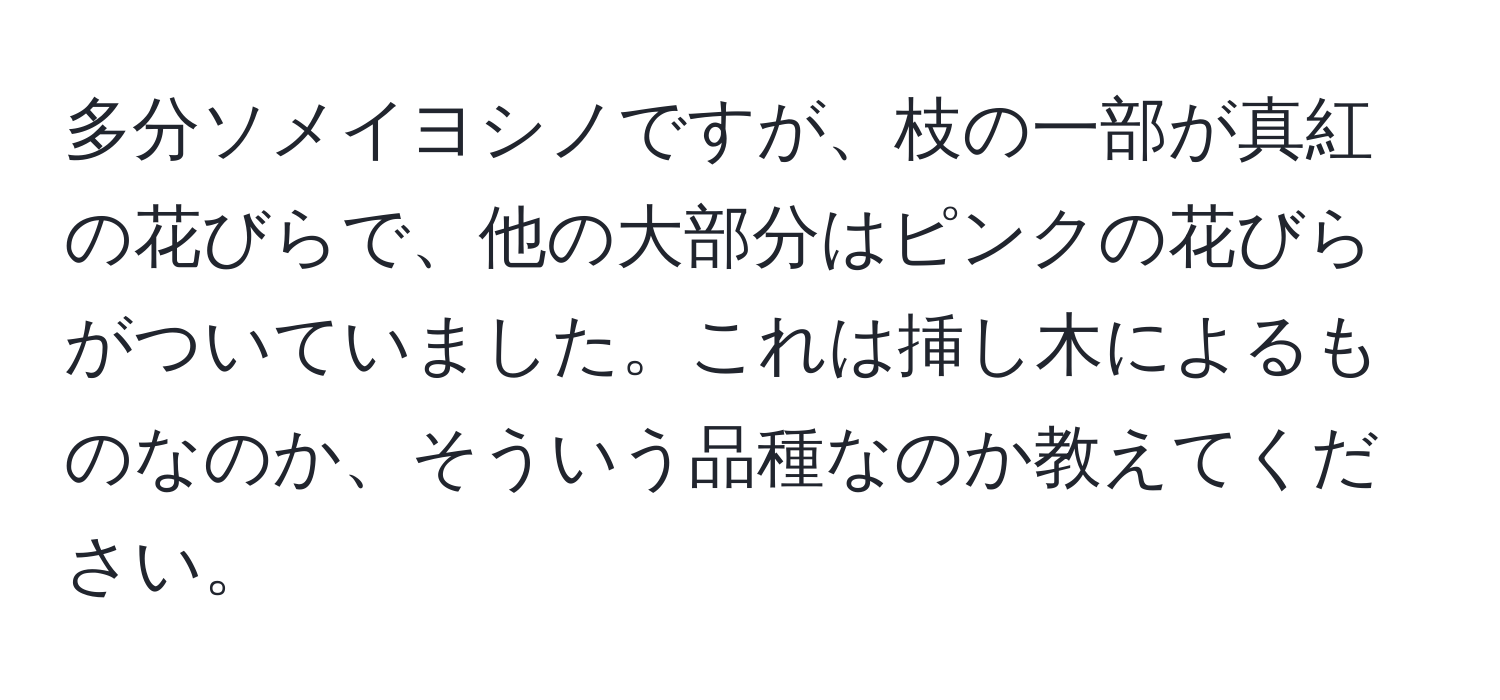 多分ソメイヨシノですが、枝の一部が真紅の花びらで、他の大部分はピンクの花びらがついていました。これは挿し木によるものなのか、そういう品種なのか教えてください。