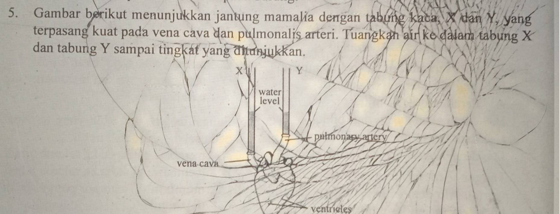 Gambar berikut menunjukkan jantung mamalia dengan tabung kaca, X dan Y, yang 
terpasang kuat pada vena cava dan pulmonalis arteri. Tuangkan air ke dalam tabung X
dan tabung Y sampai tingkat yang ditunjukkan.
x
Y
water 
level 
pulmonary artery 
vena cava 
ventricles