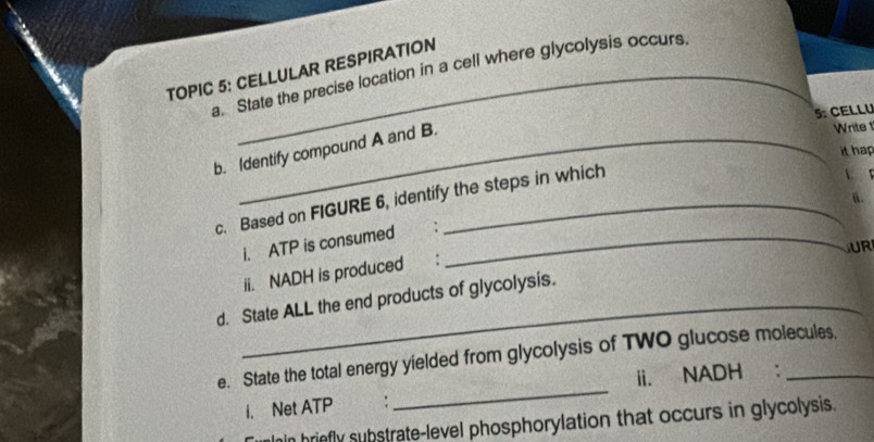 TOPIC 5: CELLULAR RESPIRATION 
a. State the precise location in a cell where glycolysis occurs 
5: CELLU 
b. Identify compound A and B. 
Write 
it hap 
a. 
c. Based on FIGURE 6, identify the steps in which 
i. ATP is consumed :_ 
UR 
ii. NADH is produced : 
d. State ALL the end products of glycolysis. 
_ 
e. State the total energy yielded from glycolysis of TWO glucose molecules. 
ii. NADH : 
i. Net ATP
hin hriefly substrate-level phosphorylation that occurs in glycolysis.