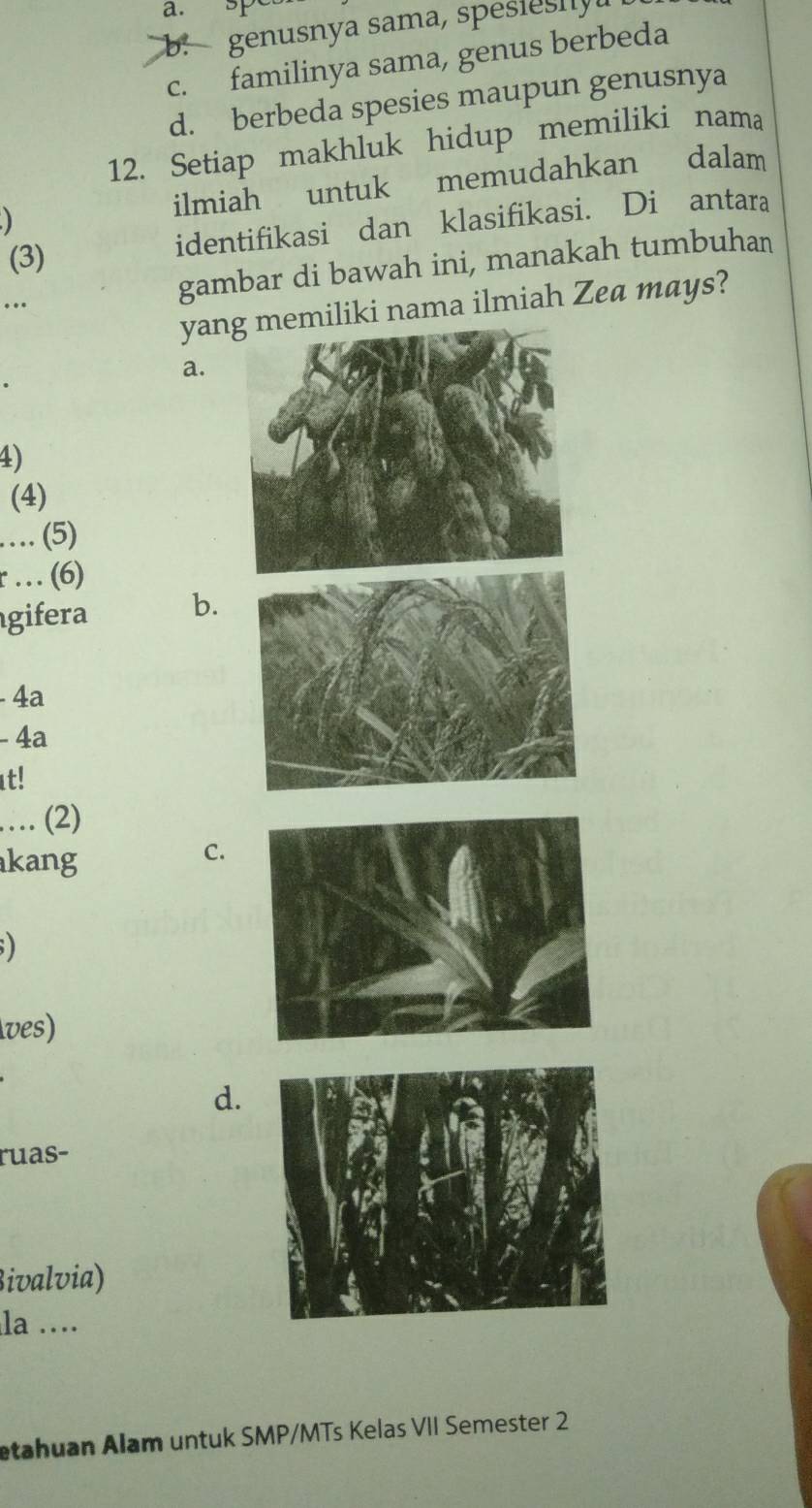 a. sp
b. genusnya sama, spésiesny
c. familinya sama, genus berbeda
d. berbeda spesies maupun genusnya
12. Setiap makhluk hidup memiliki nama
ilmiah untuk memudahkan dalam
(3) identifikasi dan klasifikasi. Di antara
. gambar di bawah ini, manakah tumbuhan
yanmiliki nama ilmiah Zea mays?
a.
4)
(4)
… (5)
r … (6)
gifera b.
- 4a
- 4a
t!
… (2)
kang
C.
;)
Ives)
d.
ruas-
3ivalvia)
la …
etahuan Alam untuk SMP/MTs Kelas VII Semester 2