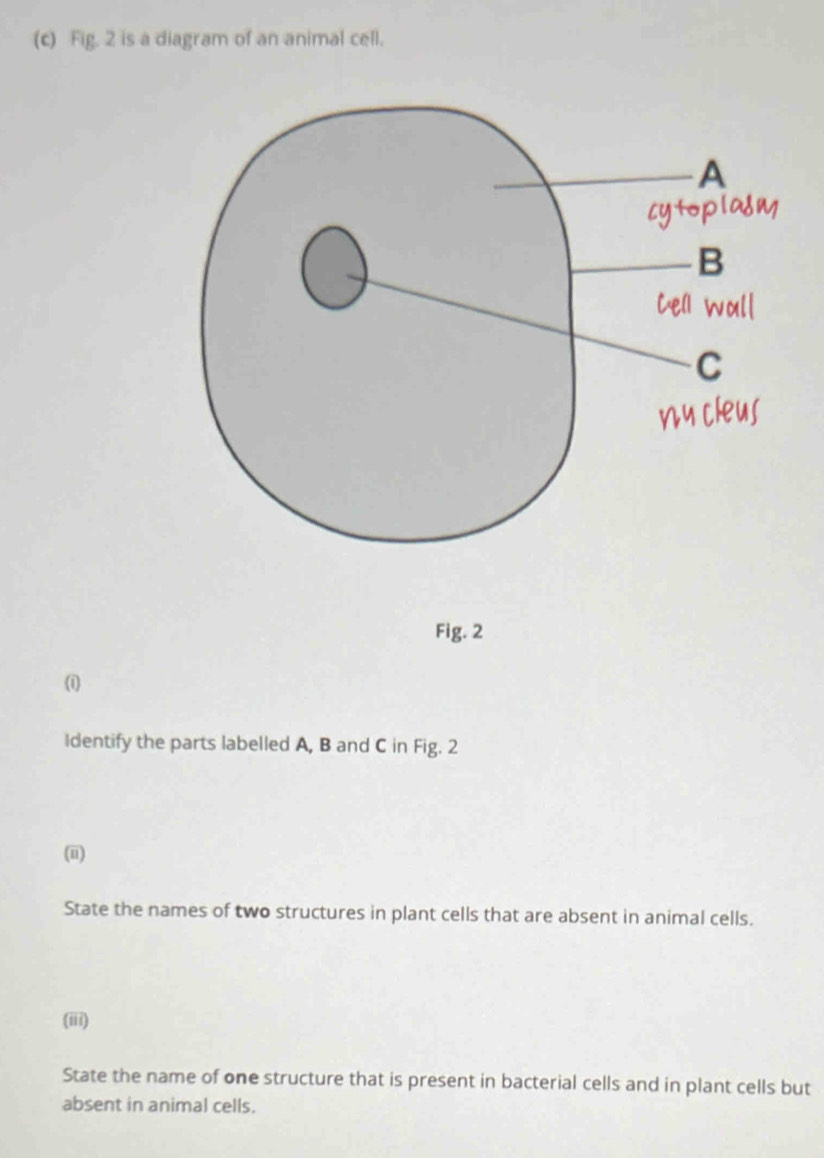 Fig. 2 is a diagram of an animal cell. 
Fig. 2 
(i 
Identify the parts labelled A, B and C in Fig. 2 
(ii) 
State the names of two structures in plant cells that are absent in animal cells. 
(iii) 
State the name of one structure that is present in bacterial cells and in plant cells but 
absent in animal cells.