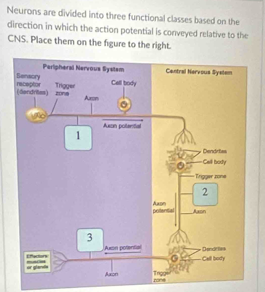 Solved: Neurons are divided into three functional classes based on the ...