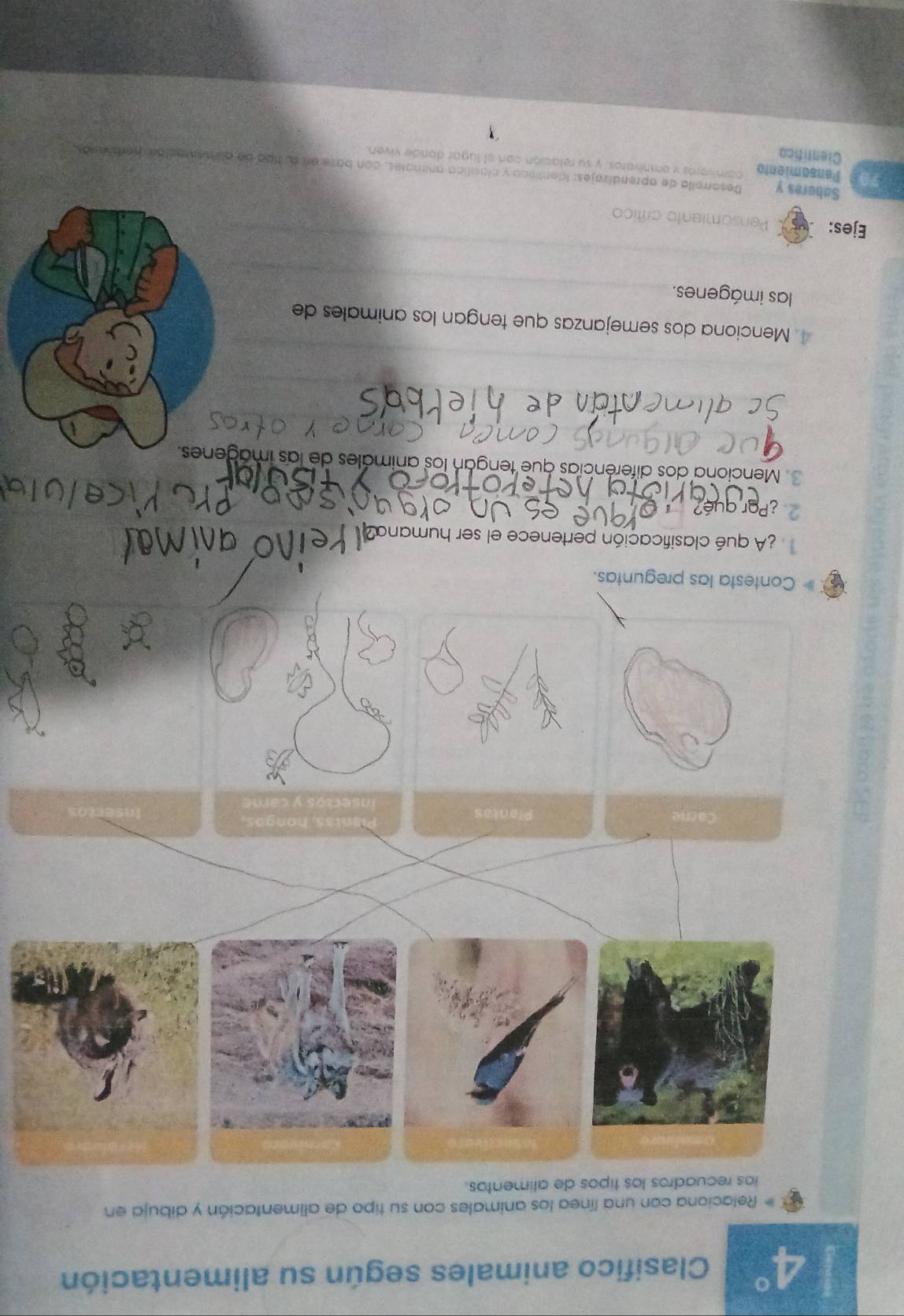 4° Clasifico animales según su alimentación 
Relaciona con una línea los animales con su tipo de alimentación y dibuja en 
ios recuadros los tipos de alimentos. 
Carne Plantas 
Plantss, hongos, 
insectos y care 
Contesta las preguntas. 
A qué clasificación pertenece el ser humana? 
2 
Menciona dos diferencias que tengán los animáles de las imag 
4 Menciona dos semejanzas que tengan los animales de 
las imágenes. 
Ejes: Pensomiento crítico 
Saberes y Desorrolla de aprendizajes: identífica y clacílica animates, con base en su tpo de alimente cion horaeras 
Pansamiento comivers y ennivaros, y su relación con el lugor donde viven. 
Científico