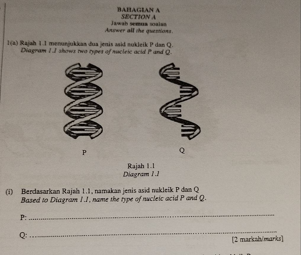 BAHAGIAN A 
SECTION A 
Jawab semua soalan 
Answer all the questions. 
1(a) Rajah 1.1 menunjukkan dua jenis asid nukleik P dan Q. 
Diagram 1.I shows two types of nucleic acid P and Q.
P
Q
Rajah 1.1 
Diagram 1.1 
(i) Berdasarkan Rajah 1.1, namakan jenis asid nukleik P dan Q
Based to Diagram 1.1, name the type of nucleic acid P and Q.
P : 
_
Q : 
_ 
[2 markah/marks]