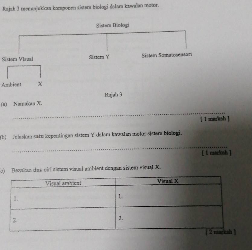 Rajah 3 menunjukkan komponen sistem biologi dalam kawalan motor. 
Sistem Visual 
Ambient 
(a) Namakan X. 
_ 
[ 1 markah ] 
(b) Jelaskan satu kepentingan sistem Y dalam kawalan motor sistem biologi. 
_ 
[ 1 markah ] 
(c) Bezakan dua ciri sistem visual ambient dengan sistem visual X.