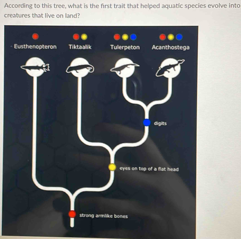 Solved: According to this tree, what is the first trait that helped ...