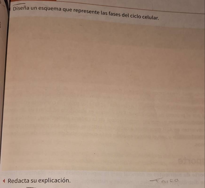 Diseña un esquema que represente las fases del ciclo celular. 
Redacta su explicación.