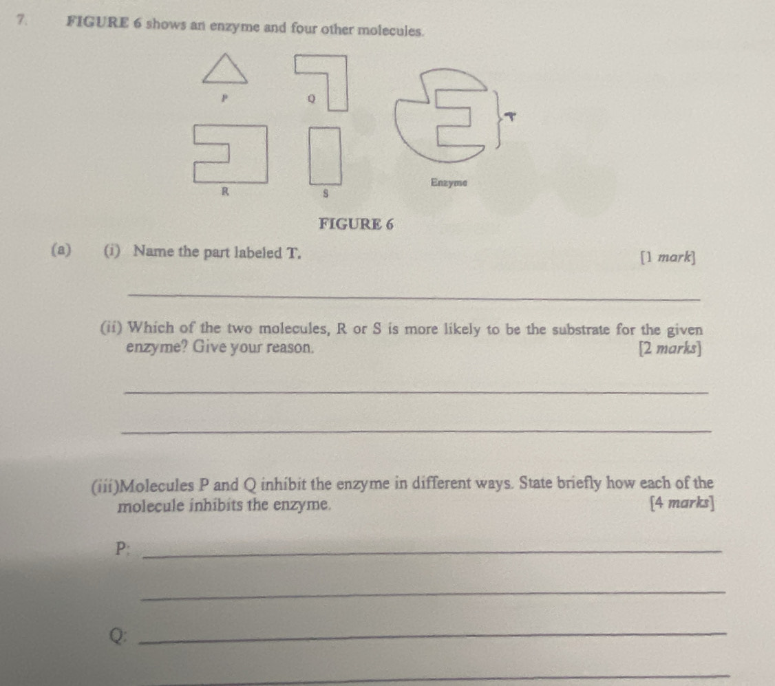 FIGURE 6 shows an enzyme and four other molecules.
p
Q
Enzyme
s
FIGURE 6 
(a) (i) Name the part labeled T. [1 mark] 
_ 
(ii) Which of the two molecules, R or S is more likely to be the substrate for the given 
enzyme? Give your reason. [2 marks] 
_ 
_ 
(iii)Molecules P and Q inhibit the enzyme in different ways. State briefly how each of the 
molecule inhibits the enzyme. [4 marks]
P :_ 
_
Q :_ 
_