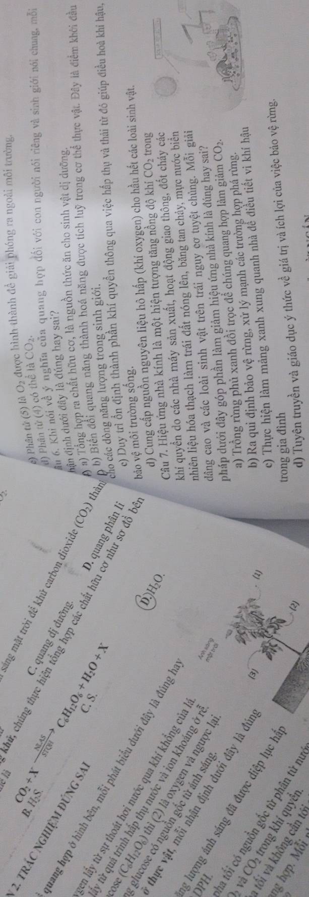 /_2
c) Phân tử (5) là O2 được hình thành đề giải phóng ra ngoài môi trường.
đ) Phân tử (4) có thể là CO_2.
âu 6. Khi nói về ý nghĩa của quang hợp đổi với con người nói riêng và sinh giới nói chung, mỗi
sáng mặt trời để khử carbon dioxid (CO_2) ( a) Tổng họp ra chất hữu cơ, là nguồn thức ăn cho sinh vật dị dưỡng.
B. CO_2+Xxrightarrow NLAS C. quạng dị dưỡng
2. trác nghiệm đúng sả
C H_12O_6+H_2O+X
đận định dưới đây là đúng hay sai?
lé là chữ, chúng thực hiện tổng hợp các chất hữu cơ như sơ đồ l
thàn D
( b) Biến đổi quang năng thành hoá năng được tích luỹ trong cơ thể thực vật. Đây là điểm khới đầu
D. quang phân li c) Duy trì ồn định thành phần khí quyền thông qua việc hấp thụ và thải từ đó giúp điều hoà khí hậu,
cho các dòng năng lượng trong sinh giới.
cose ang hợp ở hình bên, mỗi phát biểu dưới đây là đúng
in lấy từ sự thoát hơi nước qua khí khổng của
D. môi trường sống.
bǎo vhat e
H_2O d) Cung cấp nguồn nguyên liệu hô hấp (khí oxygen) cho hầu hết các loài sinh vật.
từ quá trình hấp thụ nước và ion khoảng ở
Câu 7. Hiệu ứng nhà kính là một hiện tượng tăng nồng độ khí CO_2 trong
glucose có nguồn gốc từ ánh sán
(C_6H_12O_6) thị (2 là oxygen và ngược lạ
DPH khí quyền do các nhà máy sản xuất, hoạt động giao thông, đốt cháy các
 
nhiên liệu hóa thạch làm trái đất nóng lên, băng tan chảy, mực nước biển
dâng cao và các loài sinh vật trên trái nguy cơ tuyệt chủng. Mỗi giải
thực vật, mỗi nhận định dưới đây là đú
pháp dưới đây góp phần làm giảm hiệu ứng nhà kính là đúng hay sai?
4y^3
CO_2
1 lượng ánh sáng đã được diệp lục h
a) Trồng rừng phủ xanh đồi trọc để chúng quang hợp làm giảm
c) Thực hiện làm mảng xanh xung quanh nhà để điều tiết vi khí hậu
(à )
b) Ra qui định bảo vệ rừng, xử lý mạnh các trường hợp phá rừng.
a tối có nguồn gốc từ phân từ nư
và CO₂ trong khí quyề
tối và không cần tó
trong gia đình
ng hợp. Mỗi
(2)
d) Tuyên truyền và giáo dục ý thức về giá trị và ích lợi của việc bảo vệ rừng.