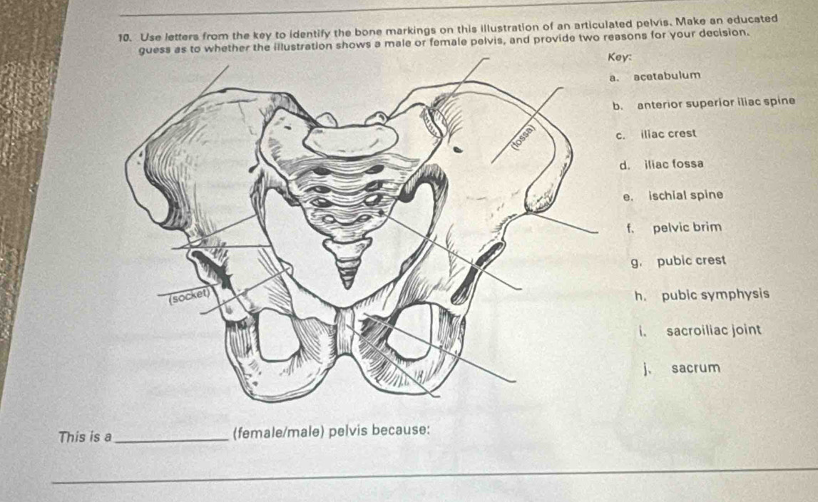 Use letters from the key to identify the bone markings on this illustration of an articulated pelvis. Make an educated
guess as to whether the illustration shows a male or female pelvis, and provide two reasons for your decision.
y:
acetabulum. anterior superior iliac spine. iliac crest
d. iliac fossa
e. ischial spine
f. pelvic brim
g pubic crest
h. pubic symphysis
i. sacroiliac joint
j， sacrum
This is a_ (female/male) pelvis because:
_