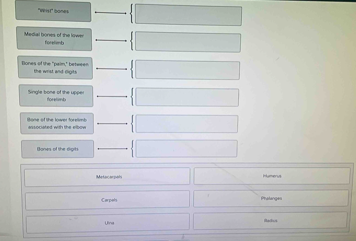 "Wrist" bones 
Medial bones of the lower 
forelimb 
Bones of the "palm," between 
the wrist and digits 
Single bone of the upper 
forelimb 
Bone of the lower forelimb 
associated with the elbow 
Bones of the digits 
Metacarpals Humerus 
r 
Carpals Phalanges 
Ulna Radius