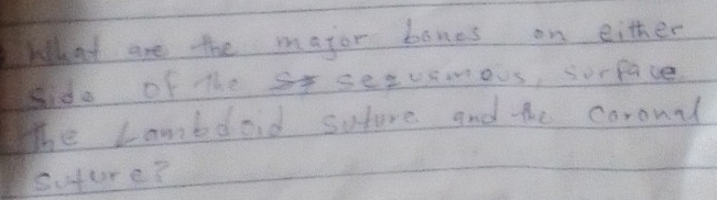 What are the major bones on either 
side of the S setuemous, sorface 
The Lambooid sofore and the caronal 
sufure?