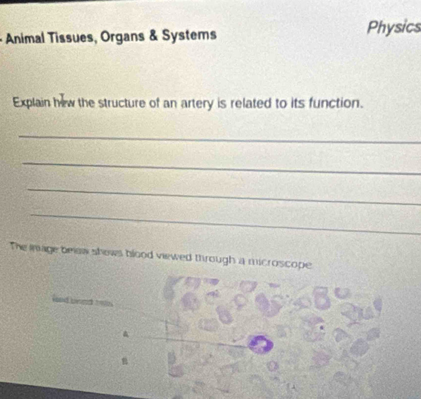 Animal Tissues, Organs & Systems 
Physics 
Explain hew the structure of an artery is related to its function. 
_ 
_ 
_ 
_ 
The inage bew shows blood viewed through a microscope