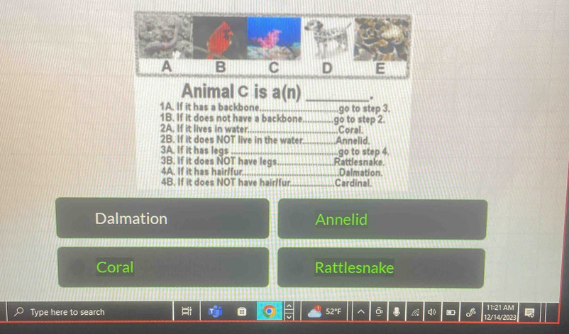 A B C D E 
Animal C is a(n) _. 
1A. If it has a backbone _go to step 3. 
1B. If it does not have a backbone 
2A. If it lives in water_ _go to step 2. 
Coral. 
2B. If it does NOT live in the water_ .Annelid, 
3A. If it has legs _go to step 4. 
3B. If it does NOT have legs _Rattlesnake. 
4A. If it has hair/fur_ Dalmation 
4B. If it does NOT have hair/fur_ Cardinal. 
Dalmation Annelid 
Coral Rattlesnake 
Type here to search 52°F ōi . 12/14/2023 11:21 AM