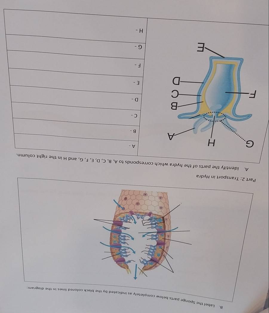 Label the Sponge parts below completely as indicated by the black colored lines in the diagram 
Part 2: Transport in Hydra 
A. Identify the parts of the hydra which corresponds to A, B, C, D, E, F, G, and H in the right column. 
A- 
B - 
C - 
D - 
E - 
F - 
G - 
H -