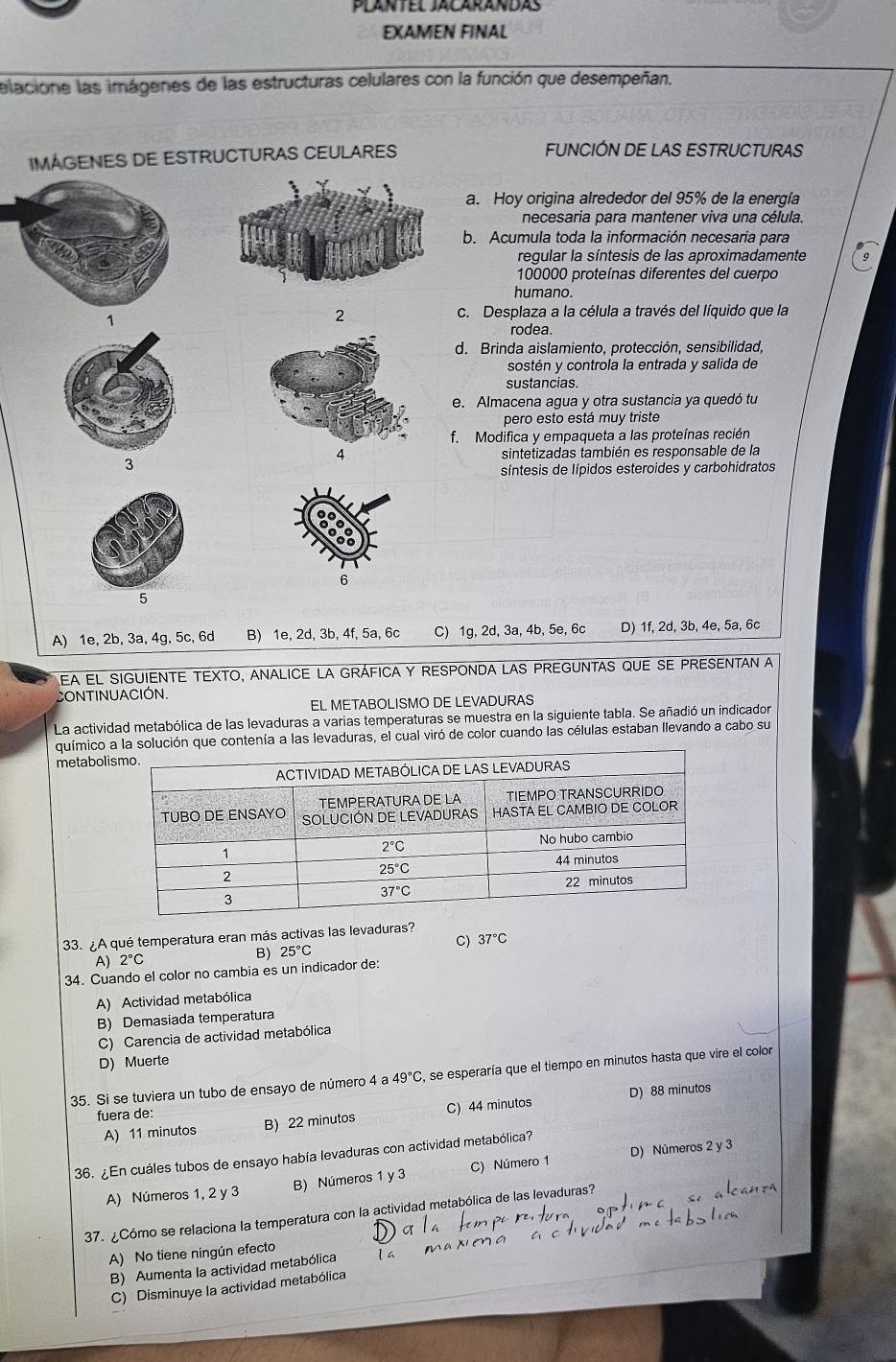 Plantel Jacarándás
EXAMEN FINAL
elacione las imágenes de las estructuras celulares con la función que desempeñan.
IMAGENES DE ESTRUCTURAS CEULARES FUNCIÓN DE LAS ESTRUCTURAS
a. Hoy origina alrededor del 95% de la energía
necesaria para mantener viva una célula.
b. Acumula toda la información necesaria para
regular la síntesis de las aproximadamente
100000 proteínas diferentes del cuerpo
humano.
1
2 c. Desplaza a la célula a través del líquido que la
rodea
d. Brinda aislamiento, protección, sensibilidad,
sostén y controla la entrada y salida de
sustancias.
e. Almacena agua y otra sustancia ya quedó tu
pero esto está muy triste
f. Modifica y empaqueta a las proteínas recién
3
sintetizadas también es responsable de la
síntesis de lípidos esteroides y carbohidratos
5
A) 1e, 2b, 3a, 4g, 5c, 6d B) 1e, 2d, 3b, 4f, 5a, 6c C) 1g, 2d, 3a, 4b, 5e, 6c D) 1f, 2d, 3b, 4e, 5a, 6c
EA eL siguiENTE TEXTO, aNaLICE La GRÁfICa Y RESpONDa LAS pREGUNTAS qUE SE pRESENTAN a
CoNtinUaCIóN.
EL METABOLISMO DE LEVADURAS
La actividad metabólica de las levaduras a varias temperaturas se muestra en la siguiente tabla. Se añadió un indicador
químico la solución que contenía a las levaduras, el cual viró de color cuando las células estaban llevando a cabo su
metabol
33. ¿A qué temperatura eran más activas las levaduras?
A) 2°C
B) 25°C C) 37°C
34. Cuando el color no cambia es un indicador de:
A) Actividad metabólica
B) Demasiada temperatura
C) Carencia de actividad metabólica
D) Muerte
35. Si se tuviera un tubo de ensayo de número 4 a 49°C , se esperaría que el tiempo en minutos hasta que vire el color
A) 11 minutos B) 22 minutos C) 44 minutos D) 88 minutos
fuera de:
36. ¿En cuáles tubos de ensayo había levaduras con actividad metabólica?
A) Números 1, 2 y 3 B) Números 1 y 3 C) Número 1 D) Números 2 y 3
37. ¿Cómo se relaciona la temperatura con la actividad metabólica de las levaduras?
A) No tiene ningún efecto
B) Aumenta la actividad metabólica
C) Disminuye la actividad metabólica