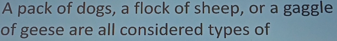 A pack of dogs, a flock of sheep, or a gaggle 
of geese are all considered types of