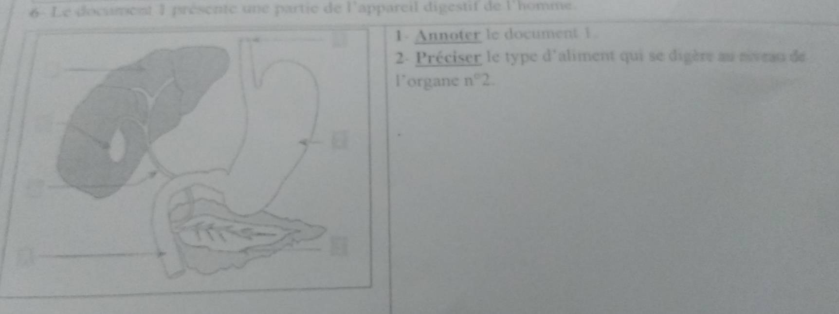 6- Le document 1 présente une partie de l'appareil digestif de l'homme. 
Annoter le document 1. 
- Préciser le type d'aliment qui se digère au sveau de 
organe n°2.