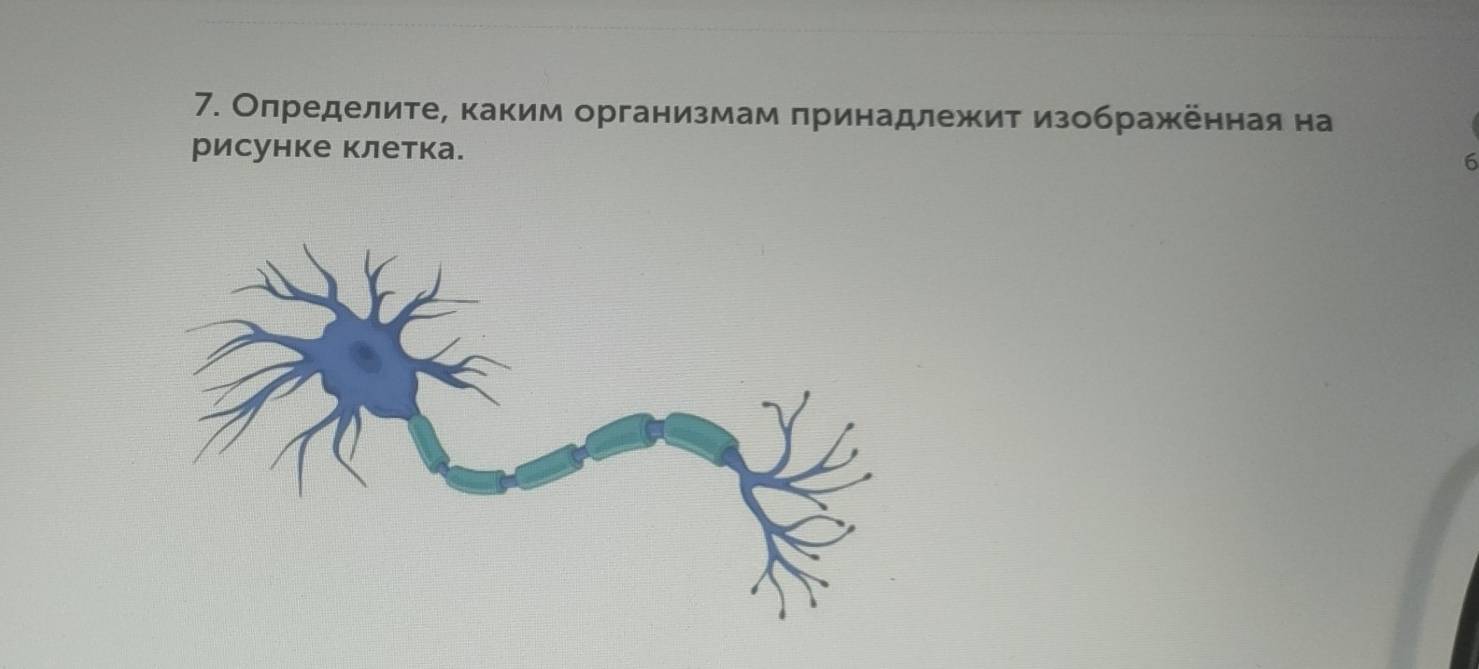 Олределите, каким организмам πринадлежит изображенная на 
рисунке клетка. 6