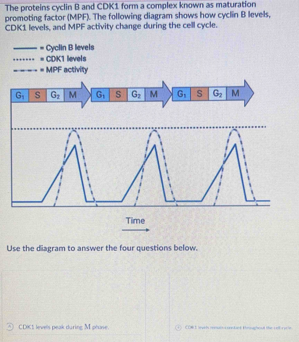 The proteins cyclin B and CDK1 form a complex known as maturation
promoting factor (MPF). The following diagram shows how cyclin B levels,
CDK1 levels, and MPF activity change during the cell cycle.
Use the diagram to answer the four questions below.
CDK1 levels peak during M phase. CDK1 levels remain constant throughout the cell cycle.