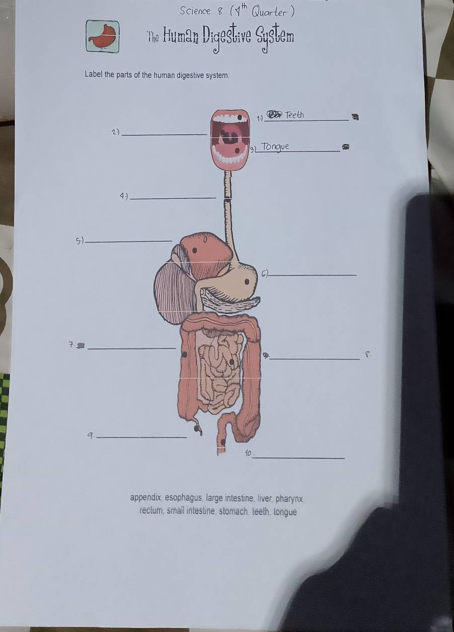 Science 8 (1 " Quarter )
To Human Digestive System
Label the parts of the human digestive system.
appendix, esophagus, large intestine, liver, pharynx.
rectum, small intestine, stomach, teeth. tongue