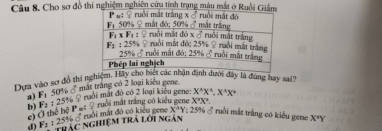 Cho sơ đồ thí nghiệm nghiên cứu tính trạng màu m
6 thi nghiệm. Hãy cho nhận định dưới đây là đúng hay sai?
Dựa vào sơ đô mắt trắng có 2 loại kiểu gene.
a) F_1 50%
b) F_2:25% ruồi mắt độ có 2 loại kiêu gene: X^AX^A,X^AX^a
P ruồi mắt trắng có kiểu gene X^aX^a.
d) F_2:25% delta vector o thế hệ P ự:
c) ruồi mắt đỏ có kiểu gene X^AY;25% sigma ruồi mắt trắng có kiều gene X^aY
tráC NgHIệM trả lời ngán