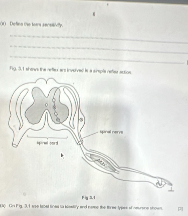 Define the term sensitivity. 
_ 
_ 
_ 
Fig. 3.1 shows the reflex arc involved in a simple reflex action. 
(b) On Fig. 3.1 use label lines to identify and name the three types of neurone shown. 3]