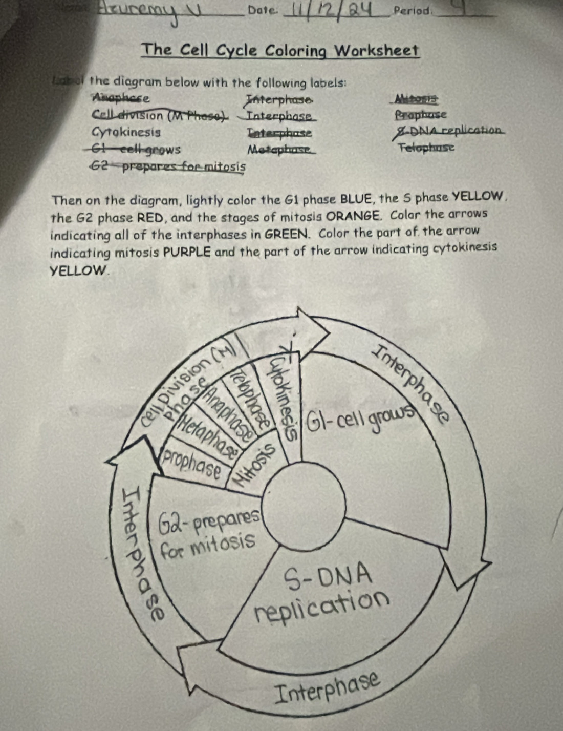 Date. _Period_ 
The Cell Cycle Coloring Worksheet 
Labol the diagram below with the following labels: 
Anaphose Interphase Altosis 
Cell division (M Phase) Interphase Prophase 
Cytokinesis Taterphose 8-DNA replication 
C1 - cell grows Metaphase Telophase 
G2 - prepares for mitosis 
Then on the diagram, lightly color the G1 phase BLUE, the S phase YELLOW, 
the G2 phase RED, and the stages of mitosis ORANGE. Colar the arrows 
indicating all of the interphases in GREEN. Color the part of the arrow 
indicating mitosis PURPLE and the part of the arrow indicating cytokinesis 
YELLOW.