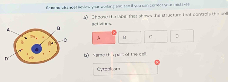 Second chance! Review your working and see if you can correct your mistakes
a) Choose the label that shows the structure that controls the cell
activities.
A B C D
b) Name this part of the cell.
Cytoplasm