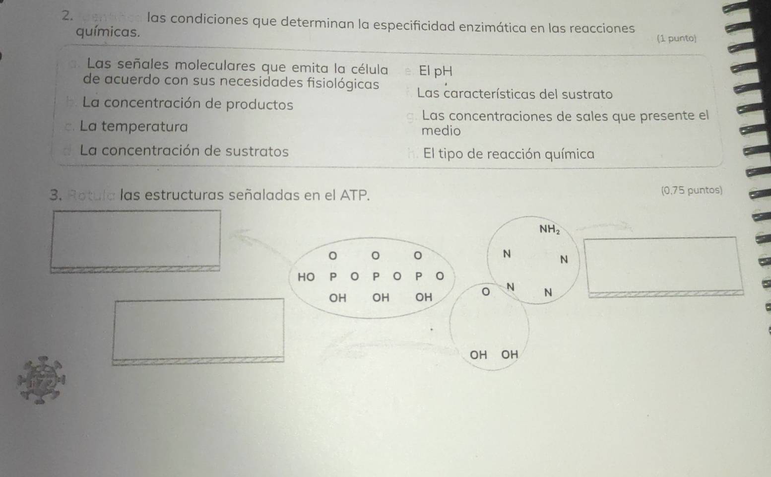 las condiciones que determinan la especificidad enzimática en las reacciones 
químicas. 
(1 punto) 
Las señales moleculares que emita la célula El pH 
de acuerdo con sus necesidades fisiológicas Las características del sustrato 
La concentración de productos 
Las concentraciones de sales que presente el 
C、 La temperatura medio 
La concentración de sustratos El tipo de reacción química 
3. Rotula las estructuras señaladas en el ATP. (0,75 puntos)
NH_2
N N
HO
P o P 0
N N
OH OH OH
OH ₹OH