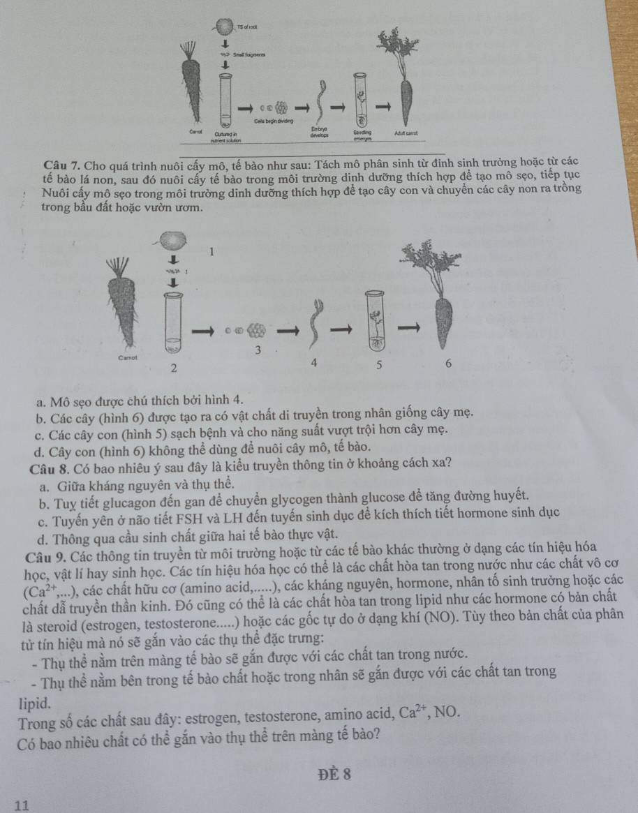 Cho quá trình nuôi cấy mô, tế bào như sau: Tách mô phân sinh từ đinh sinh trưởng hoặc từ các
tế bào lá non, sau đó nuôi cấy tế bào trong môi trường dinh dưỡng thích hợp để tạo mô sẹo, tiếp tục
Nuôi cấy mô sẹo trong môi trường dinh dưỡng thích hợp để tạo cây con và chuyển các cây non ra trồng
trong bầu đất hoặc vườn ươm.
1
I
3
Carrot
2
4 5 6
a. Mô sẹo được chú thích bởi hình 4.
b. Các cây (hình 6) được tạo ra có vật chất di truyền trong nhân giống cây mẹ.
c. Các cây con (hình 5) sạch bệnh và cho năng suất vượt trội hơn cây mẹ.
d. Cây con (hình 6) không thể dùng để nuôi cây mô, tế bào.
Câu 8. Có bao nhiêu ý sau đây là kiểu truyền thông tin ở khoảng cách xa?
a. Giữa kháng nguyên và thụ thể.
b. Tuy tiết glucagon đến gan để chuyển glycogen thành glucose đề tăng đường huyết.
c. Tuyến yên ở não tiết FSH và LH đến tuyến sinh dục để kích thích tiết hormone sinh dục
d. Thông qua cầu sinh chất giữa hai tế bào thực vật.
Câu 9. Các thông tin truyền từ môi trường hoặc từ các tế bào khác thường ở dạng các tín hiệu hóa
học, vật lí hay sinh học. Các tín hiệu hóa học có thể là các chất hòa tan trong nước như các chất vô cơ
(Ca^(2+),...) 0, các chất hữu cơ (amino acid,.....), các kháng nguyên, hormone, nhân tố sinh trưởng hoặc các
chất dẫ truyền thần kinh. Đó cũng có thể là các chất hòa tan trong lipid như các hormone có bản chất
là steroid (estrogen, testosterone.....) hoặc các gốc tự do ở dạng khí (NO). Tùy theo bản chất của phân
từ tín hiệu mà nó sẽ gắn vào các thụ thể đặc trưng:
- Thụ thể nằm trên màng tế bào sẽ gắn được với các chất tan trong nước.
- Thụ thể nằm bên trong tế bào chất hoặc trong nhân sẽ gắn được với các chất tan trong
lipid.
Trong số các chất sau đây: estrogen, testosterone, amino acid, Ca^(2+), NO
Có bao nhiêu chất có thể gắn vào thụ thể trên màng tế bào?
Đè 8
11