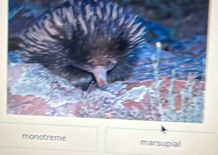 monotreme marsupiall