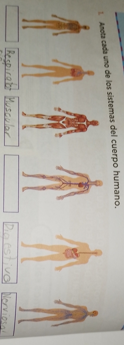 Anota cada uno de los sistemas del cuerpo humano.