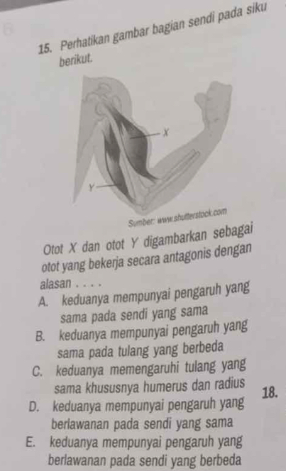 Perhatikan gambar bagian sendi pada siku
berikut.
Sumber: www.shutterstock.com
Otot X dan otot Y digambarkan sebagai
otot yang bekerja secara antagonis dengan
alasan . . . .
A. keduanya mempunyai pengaruh yang
sama pada sendi yang sama
B. keduanya mempunyai pengaruh yang
sama pada tulang yang berbeda
C. keduanya memengaruhi tulang yang
sama khususnya humerus dan radius
D. keduanya mempunyai pengaruh yang 18.
berlawanan pada sendi yang sama
E. keduanya mempunyai pengaruh yang
berlawanan pada sendi yang berbeda